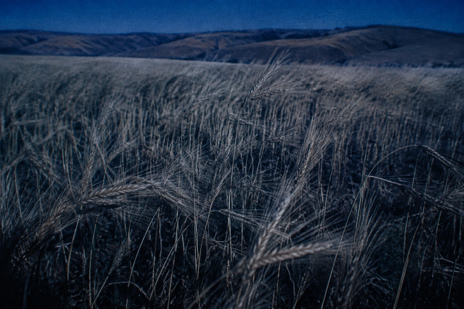 Silvery barley stems in the dim light above the valley.