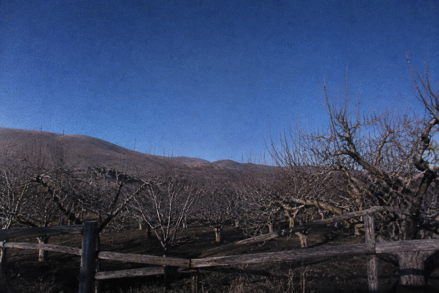 Leafless orchard branches against an unusually deep indigo sky.