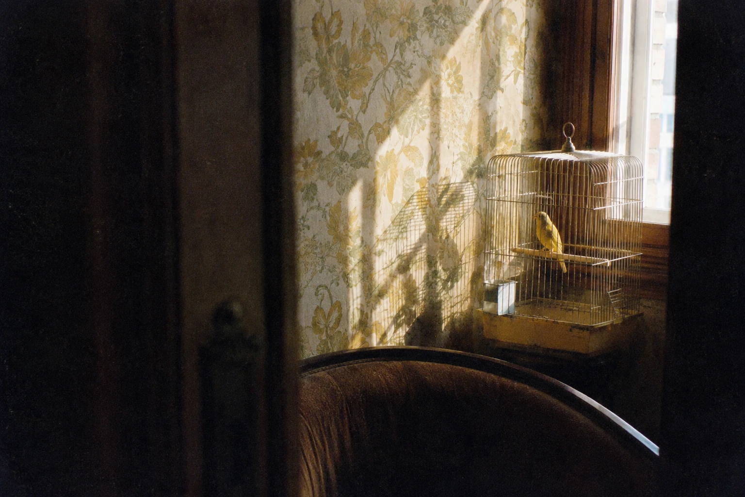 Winter window light and a canary cage beside faded wallpaper, glimpsed through a dark hotel doorway.
