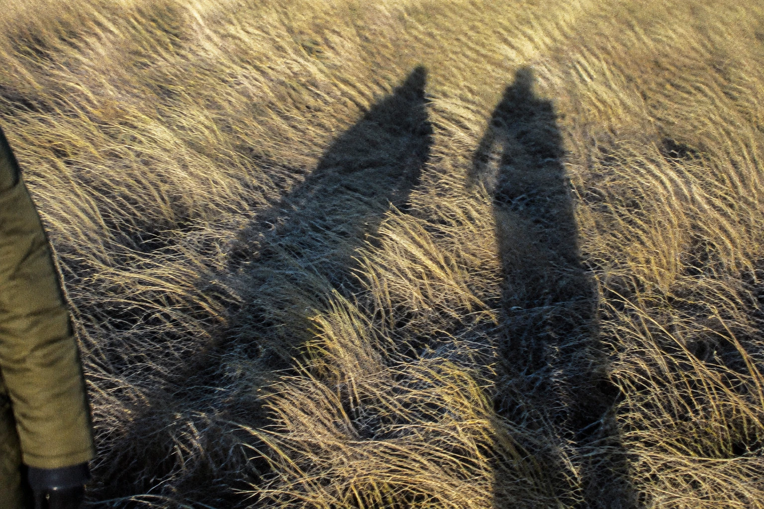 Long human shadows falling across windblown winter grass.